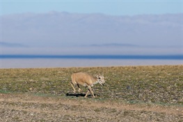 BREAKING NEWS: From CITES CoP18 on Saiga Antelope